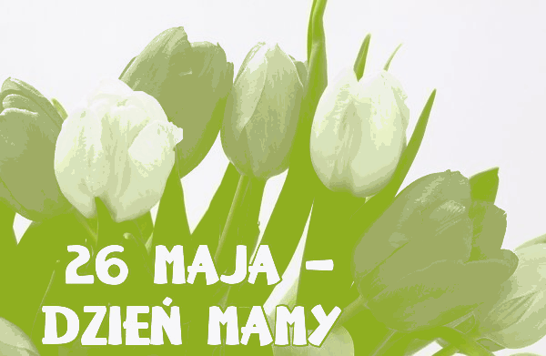 Piękne tulipany na 26 maja